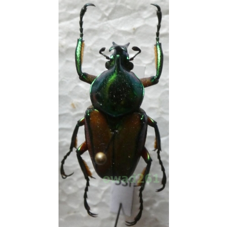 Phaedimus zebuanus kachikun Nagai, 1998 male Philippines53f